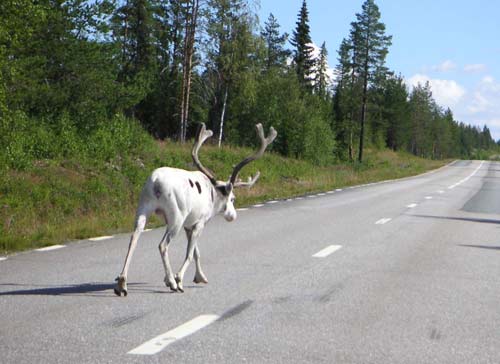 En ren springer på vägen